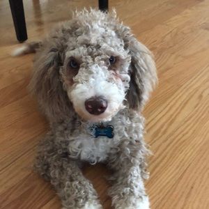 Meet your Posher, Zealan